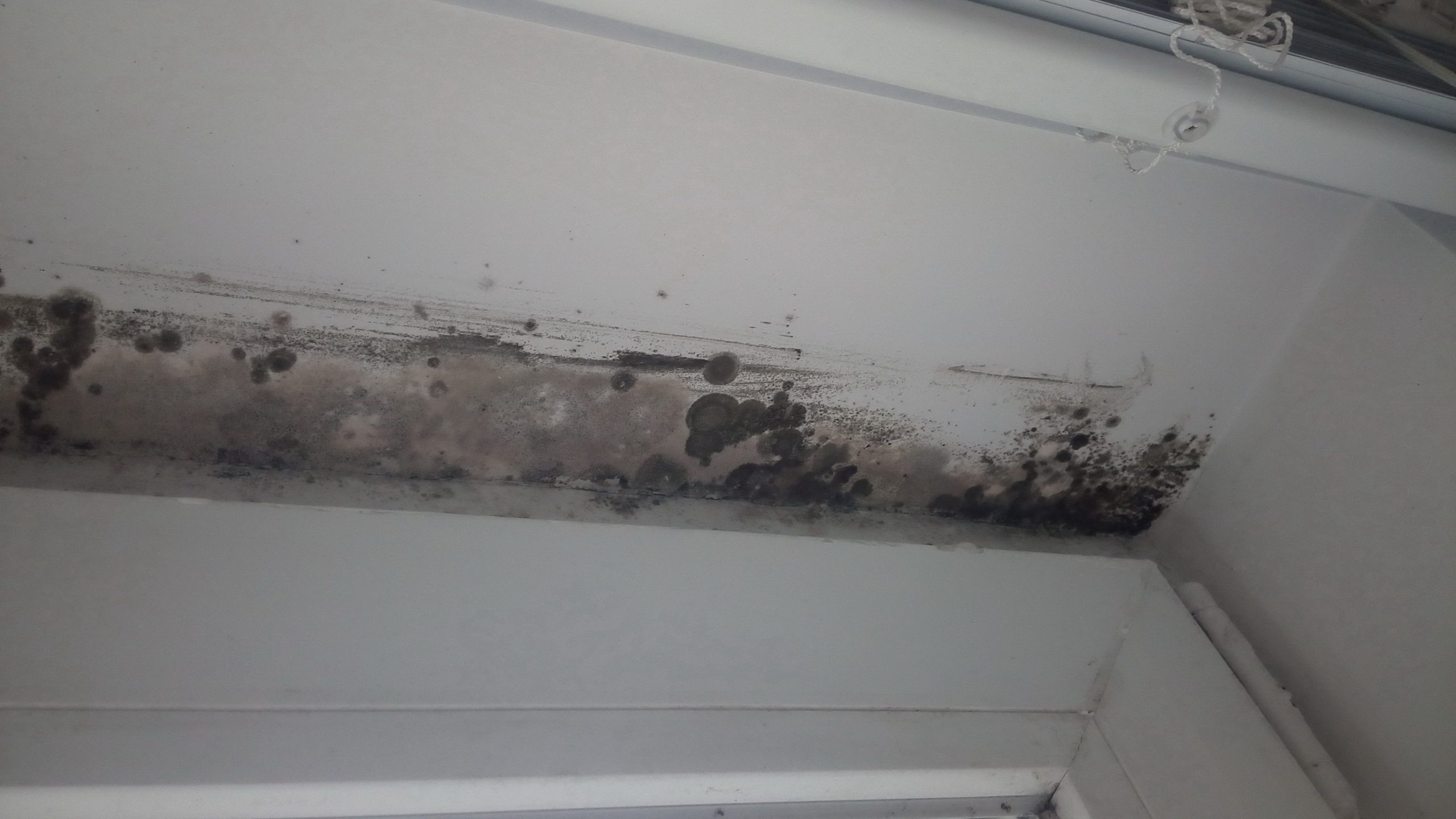 mold mites removal