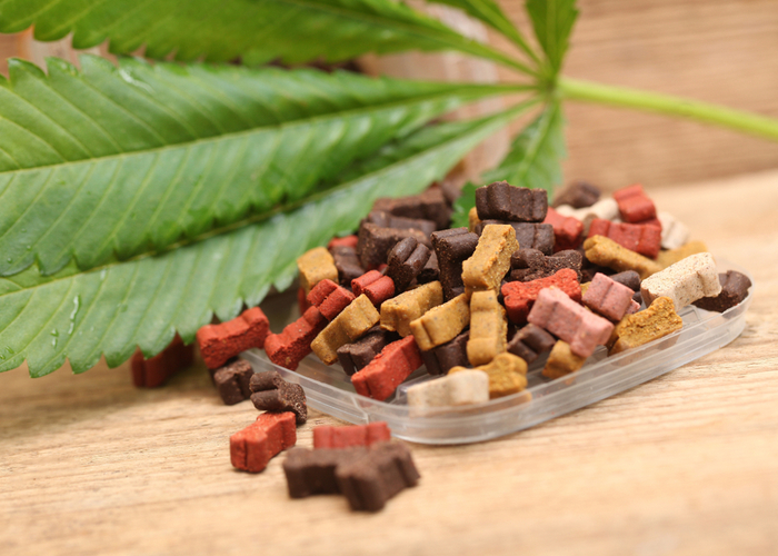 CBD dog treats for pain