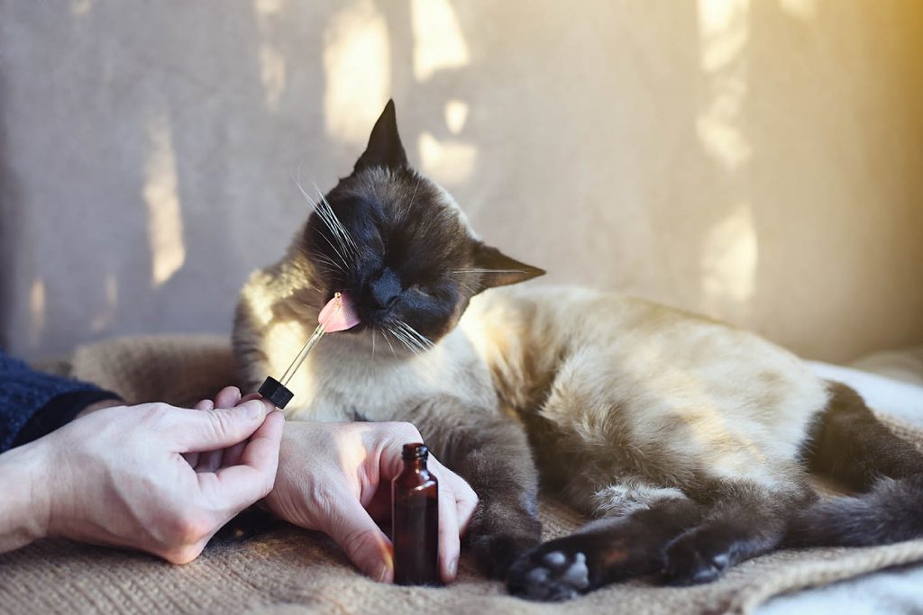 Cbd oil for cats