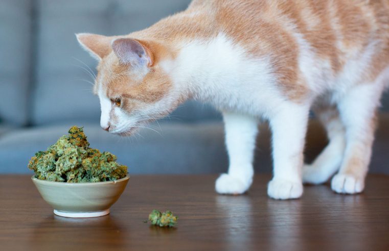 What are the benefits of CBD oil for cats?