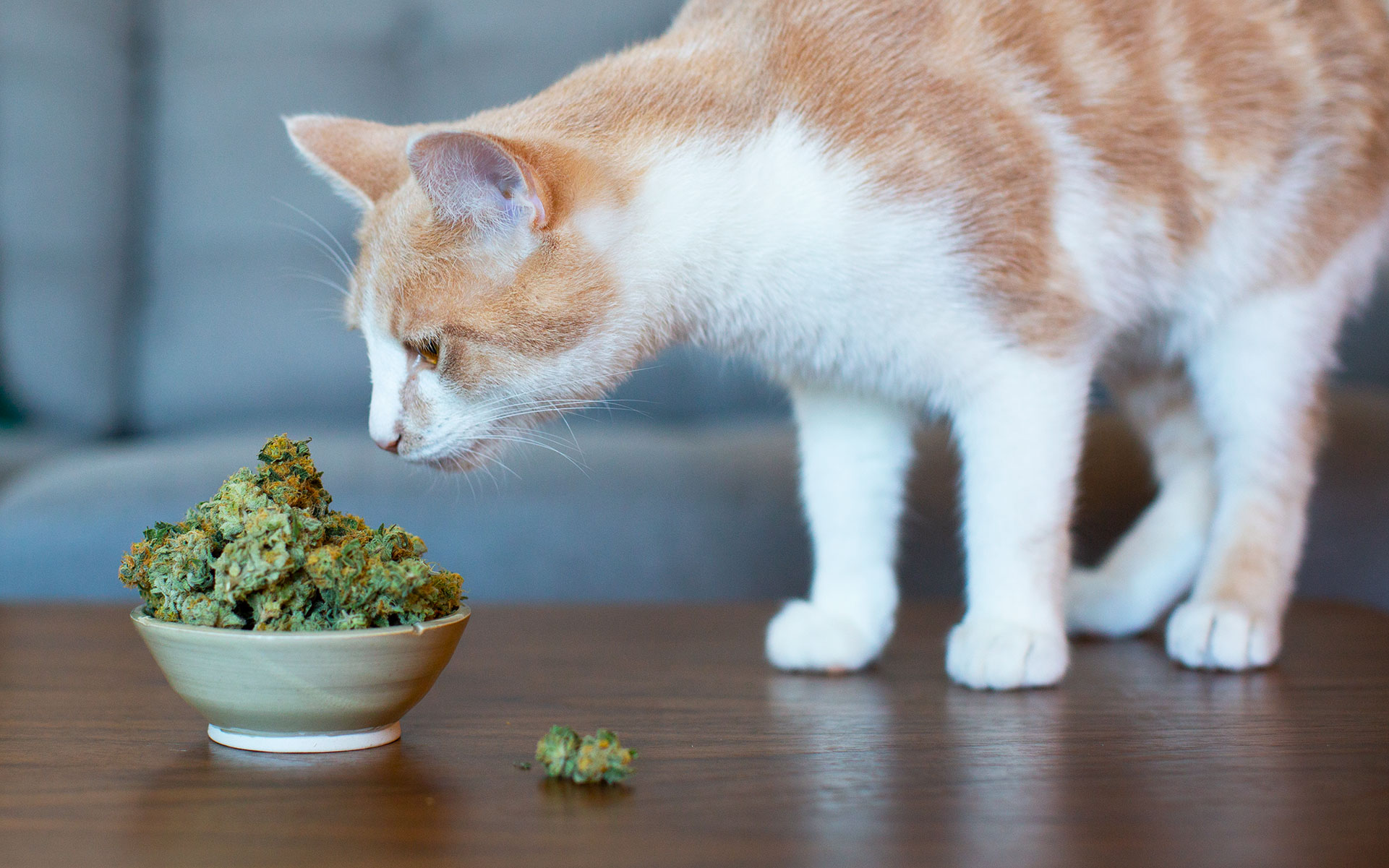 What are the benefits of CBD oil for cats?