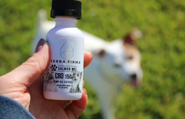 High-Quality CBD Oil for Dogs: Buy Only Best for Your Dog