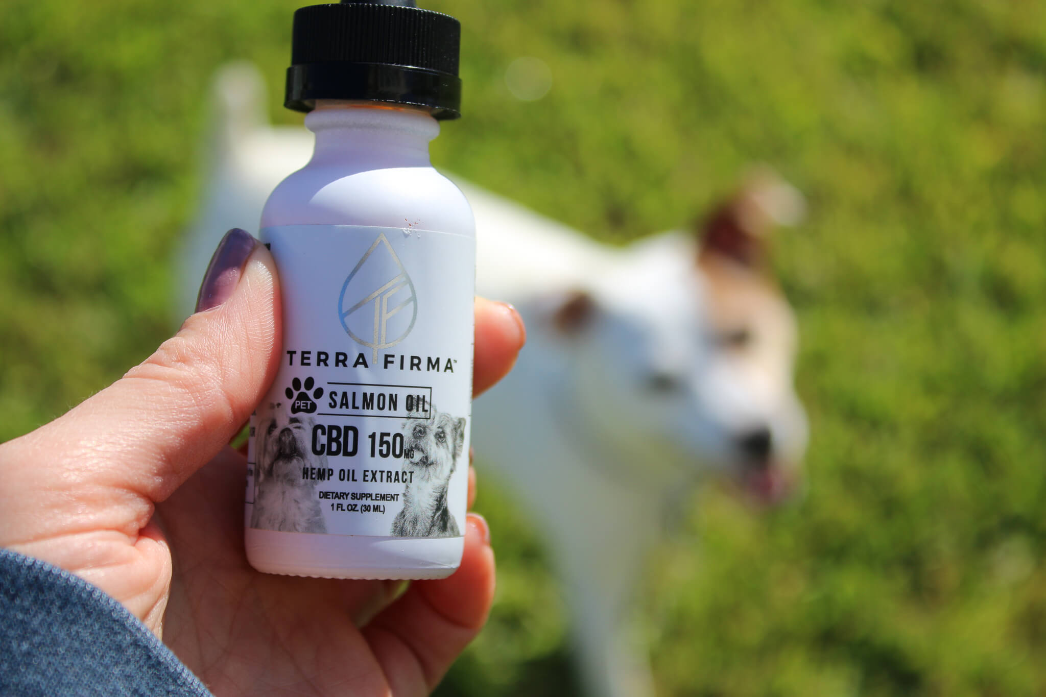 High-Quality CBD Oil for Dogs: Buy Only Best for Your Dog