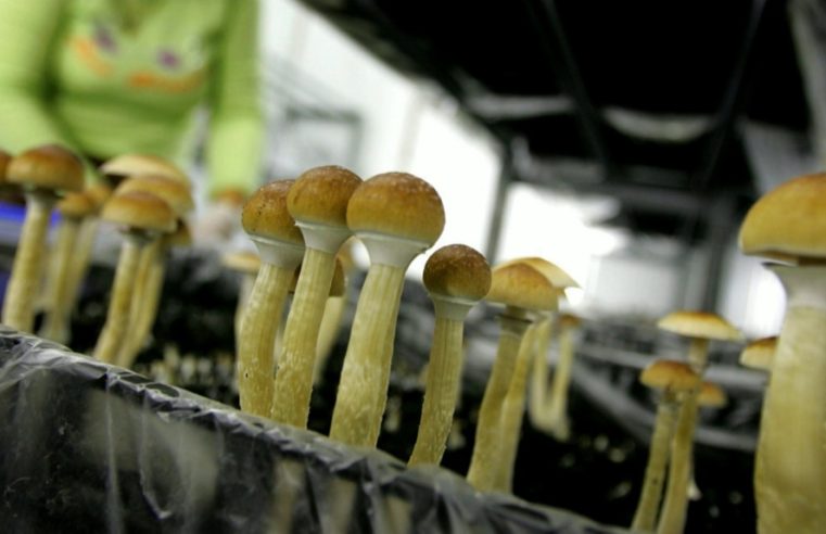 What Are Magic Mushrooms Used For?