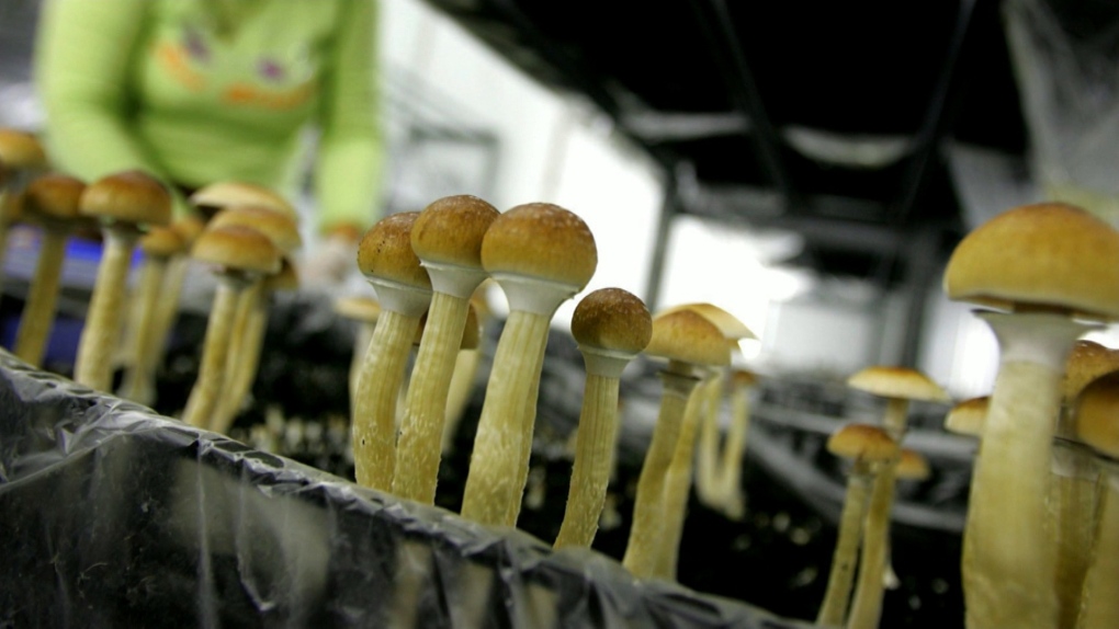 What Are Magic Mushrooms Used For?