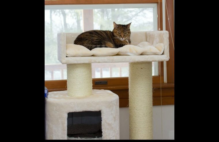 Elevate your cat’s kingdom to new heights with Cat Tree King.