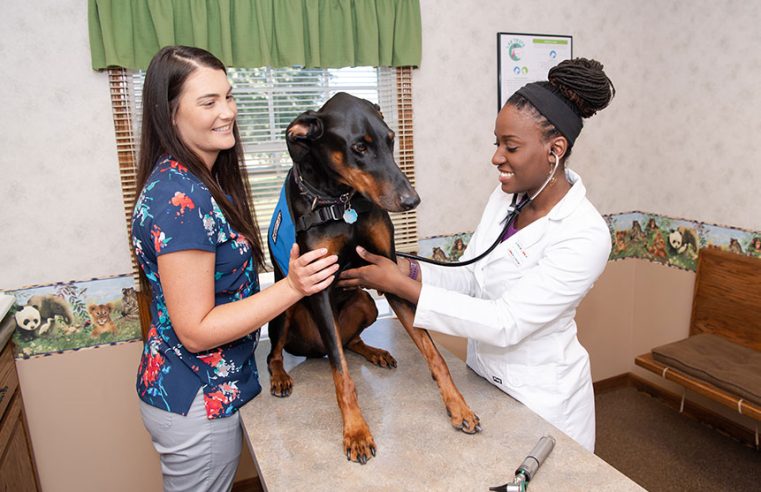 Basic Advice for Pet Owners from Veterinary Professionals