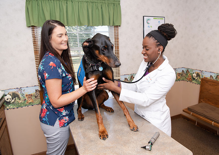 Basic Advice for Pet Owners from Veterinary Professionals