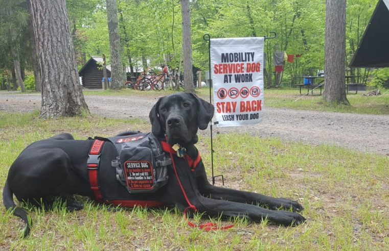 What Are Service Dogs And How They Are Trained?