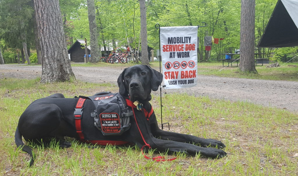 What Are Service Dogs And How They Are Trained?